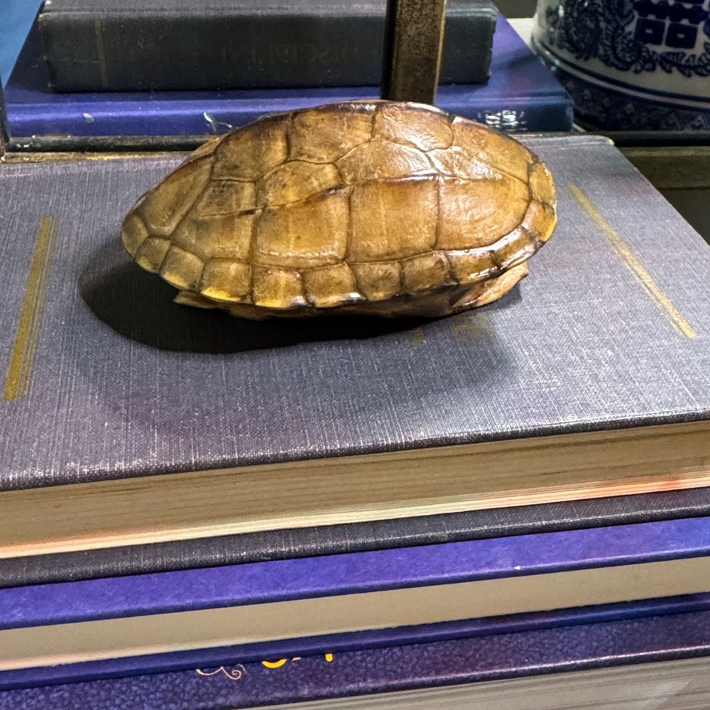 Real Brown Turtle Shell